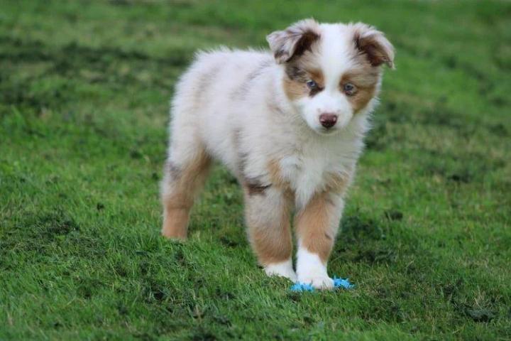 Breeding Miniature American Shepherds in Saint-Bonnet-l'Enfantier