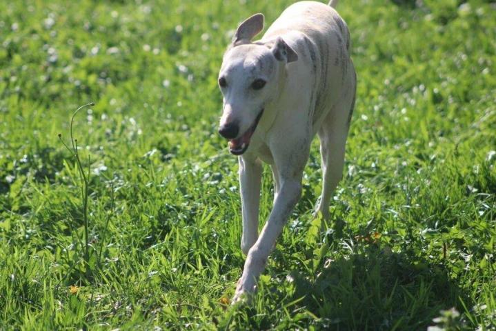 Whippet Breeding in Saint-Bonnet-l'Enfantier