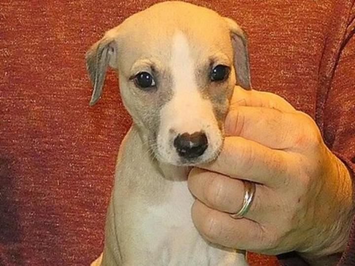 Whippet Breeding in Saint-Bonnet-l'Enfantier