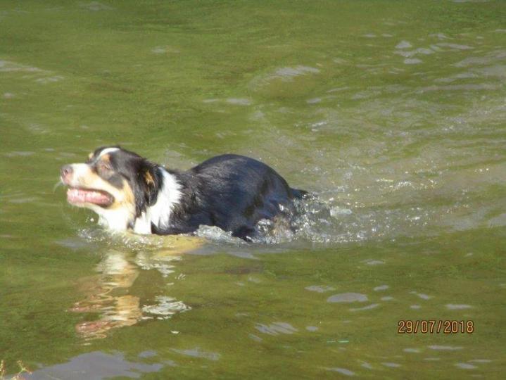 Australian Shepherd Breeding in Saint-Bonnet-l'Enfantier
