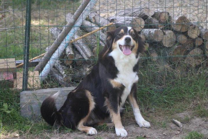 Australian Shepherd Breeding in Saint-Bonnet-l'Enfantier