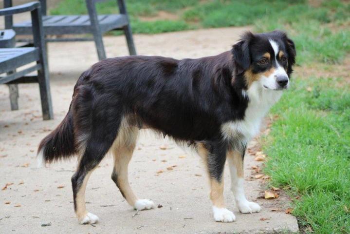 Australian Shepherd Breeding in Saint-Bonnet-l'Enfantier