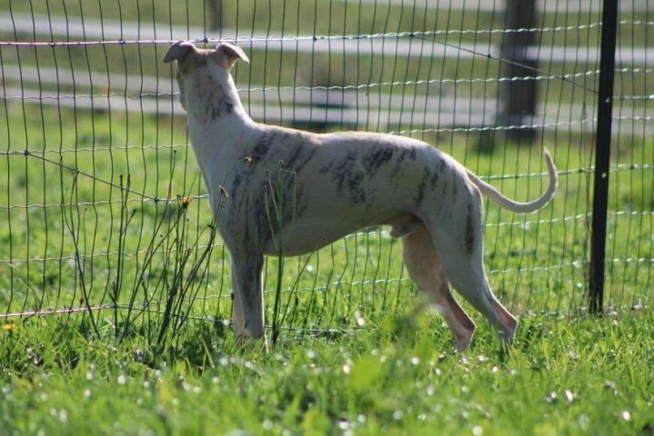 Whippet Saint-Bonnet-l'Enfantier