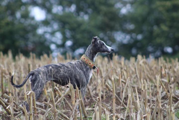 Whippet Breeding in Saint-Bonnet-l'Enfantier