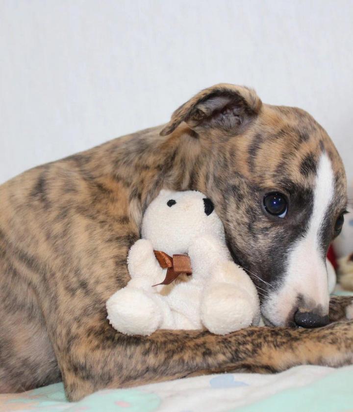 Very neat; toes well-spaced, joints tightly closed, thick and solid pads.