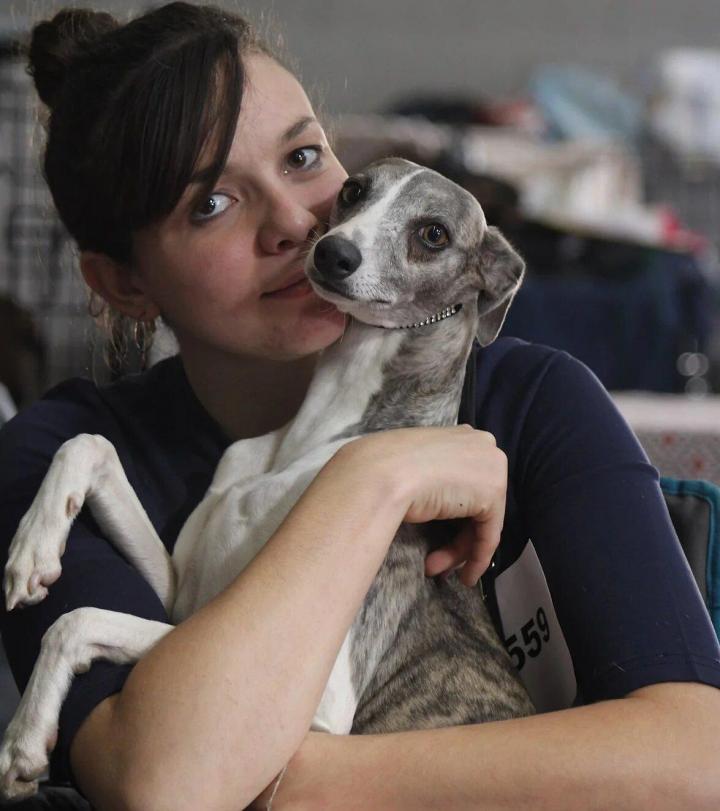 Hair: Fine, short, and tight. Color: Any color or combination of colors.