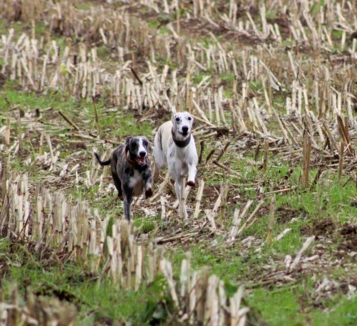 Perfectly free gait. From the side, the dog moves with long, easy strides, without significant movement of the topline. The front legs should reach well forward, close to the ground. The rear legs should engage well under the body to provide an energetic and powerful thrust. Overall, the movement should not be stiff, elevated, reduced, or shortened. A free stride, whether viewed from the front or behind.