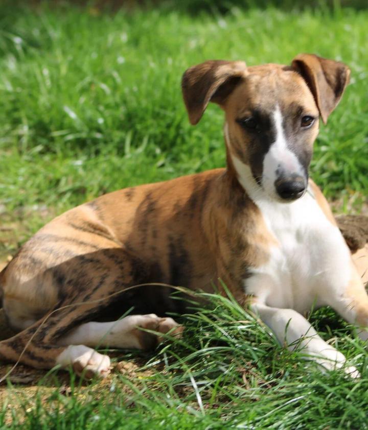 Males: 47 to 51 cm Females: 44 to 47 cm