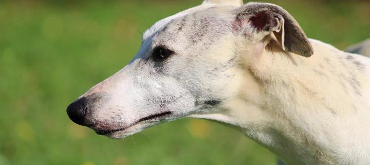 Cranial Region: Skull: Long and dry, flat on top, narrowing towards the muzzle, rather wide between the eyes. Stop: Slight. Facial Region: Nose: Black, bluish in blue-coated dogs. For liver-colored (brown) dogs, the nose is the same color. For isabelle, cream, or other diluted colors, the nose may be any color except pink. A partially depigmented nose is only allowed in white or patched dogs, but fully depigmented noses are not permitted. Jaws and Teeth: Strong, powerful, clearly defined, with a perfect, regular, and complete scissor bite, i.e., the upper incisors overlap the lower ones in close contact and are planted at a right angle to the jaws. Eyes: Oval, bright, with a very lively expression. Ears: Rose-shaped, small, with fine texture. Neck: Long, muscular, with an elegant arch.