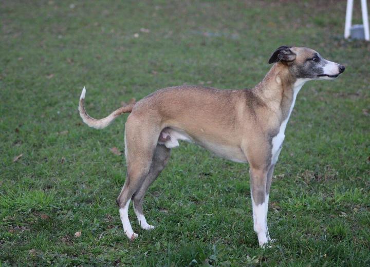 Topline: Shows a graceful arch at the loin, but the dog is not humped. Back: Broad, well-muscled, firm, rather long. Loin: Gives an impression of strength and power. Chest: Very high, very wide at the heart, with a well-defined, dropped sternum. Ribs well curved and muscular at the back. Belly: Clearly tucked up. Tail: No fringes. Long, tapered; when moving, it forms a delicate curve but does not go above the topline.
