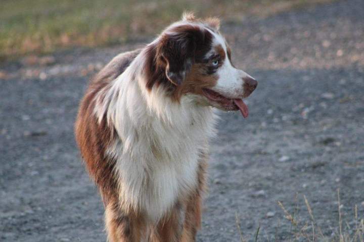 chiens 307e32ca 5956 5664 0509 7bd25dd31e06 min