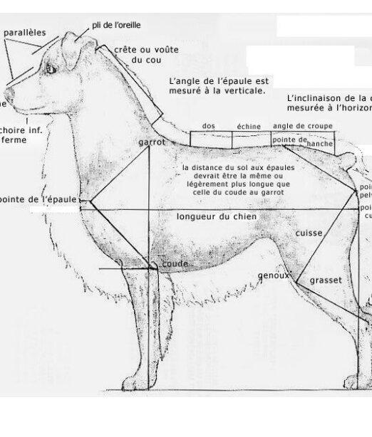 La longueur, mesurée de la pointe du sternum à la pointe de la fesse, est légèrement supérieure à la hauteur, mesurée du sommet du garrot au sol. Solide dans sa construction, avec une ossature moyenne. Caractère masculin, sans grossièreté, de la structure du mâle. Caractère féminin de la femelle, sans que l’ossature soit frêle.