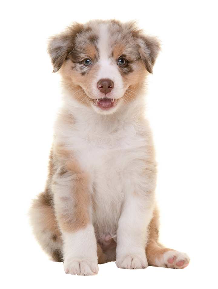 Chiots canin Saint-Bonnet-l'Enfantier