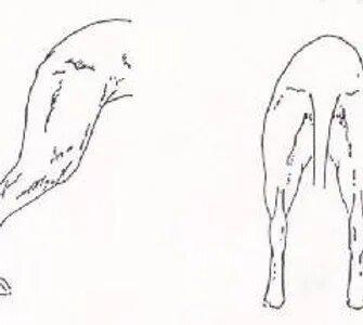 Strong. The dog can cover large distances while standing and appears to have great propulsion power. Thighs: Broad. Hocks: Well bent. Legs: Well-developed. Hocks: Well-descended.