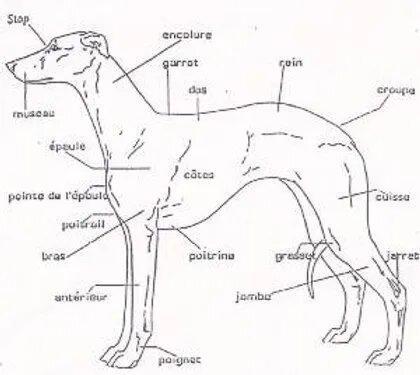 A balance of muscular power and strength combined with the elegance and grace of the lines. Built for speed and work. Any form of exaggeration should be avoided. Behavior / Character: An ideal companion. Perfectly adapts to family life and sport. Gentle, affectionate, with a steady temperament.