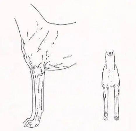 Straight and upright; the front is not too wide. Shoulders: Sloping and muscular; the shoulder blades extend to the top of the spine, where they are clearly defined. Elbows: Well placed under the body. Metacarpals: Strong and slightly elastic.